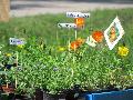 blommor